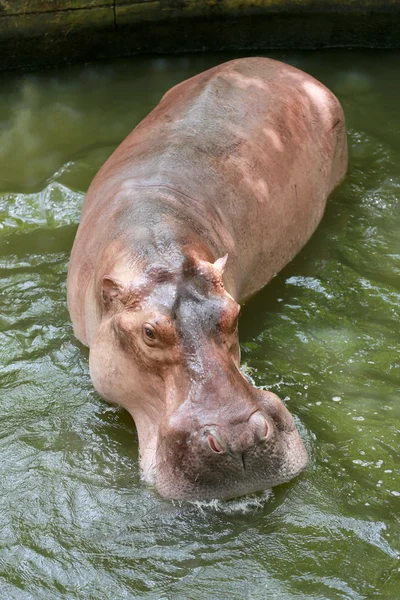 Hipopotam do kąpieli wody. — Zdjęcie stockowe