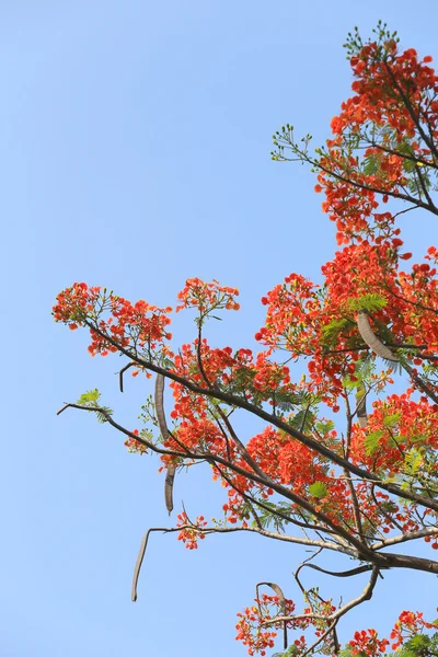 Flores de pavão está florescendo no jardim público . — Fotografia de Stock