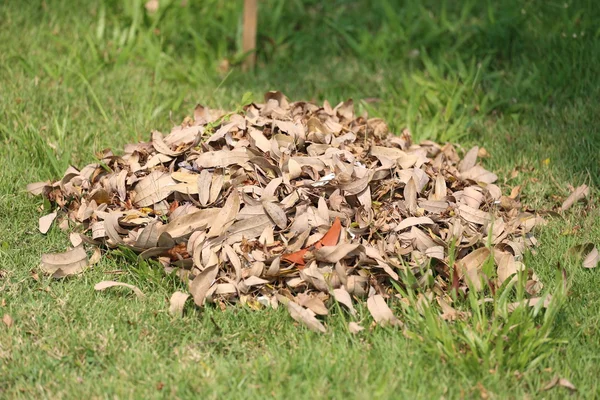 Högen av torra löv på gräsmattan i trädgården. — Stockfoto
