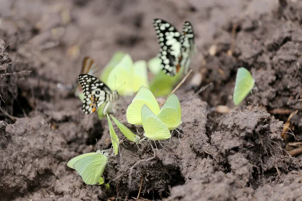 Gula fjärilar äta mineraler på marken. — Stockfoto