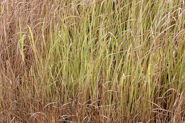 農業地域で乾いた草. — ストック写真