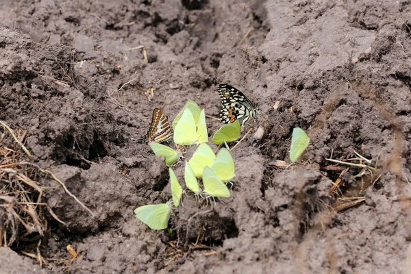 Mariposas amarillas comiendo minerales en el suelo . — Foto de Stock