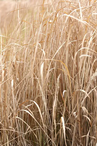 Dry grass in agricultural areas. — Stock Photo, Image