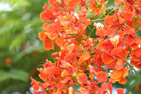 Flores de pavo real está floreciendo en el jardín público . —  Fotos de Stock