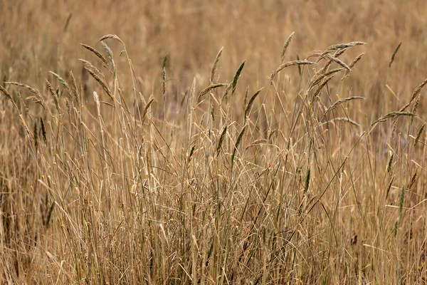 Erba secca nelle zone agricole . — Foto Stock