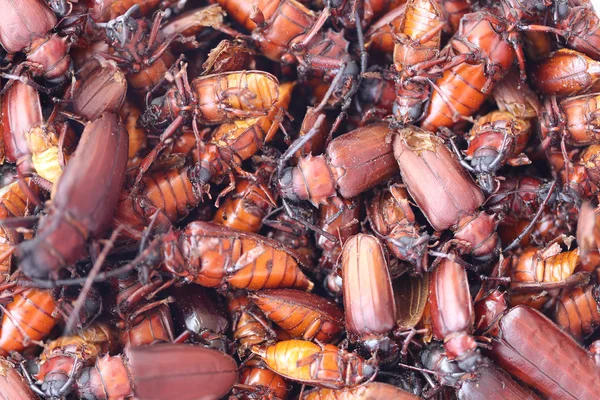De scarab of kever en de naam in wetenschappelijk stam-bori — Stockfoto