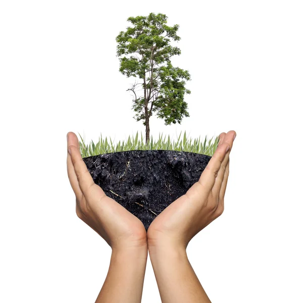 A tree on ground in the hands of men,Photo montage showing in co — Stock Photo, Image