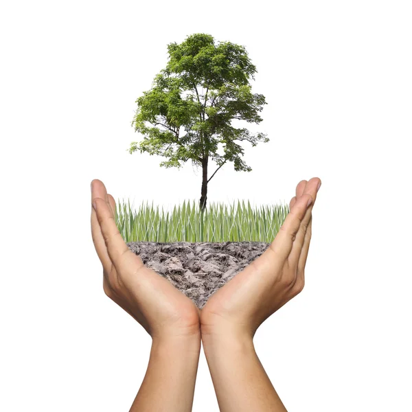 A tree on ground in the hands of men,Photo montage showing in co — Stock Photo, Image