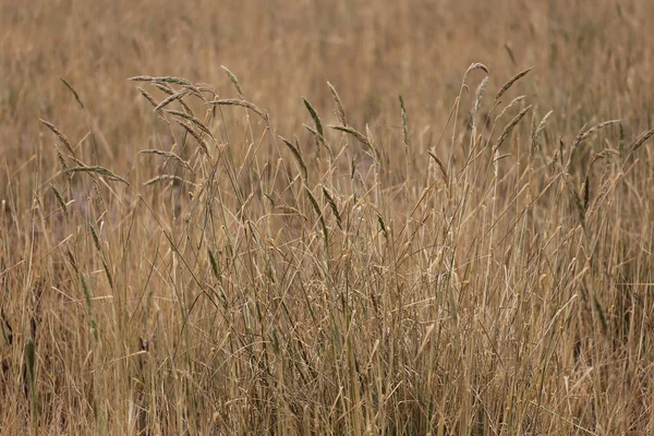 Сухая трава в сельскохозяйственных районах . — стоковое фото