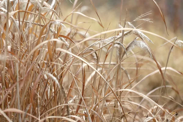 Erba secca nelle zone agricole . — Foto Stock