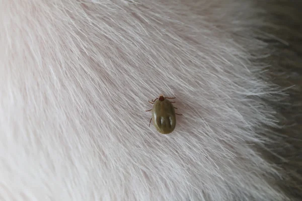 Grote teken op een hond. — Stockfoto