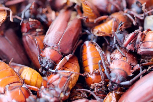 Skarabeusz lub Beetle i nazwę w naukowo do macierzystych bori — Zdjęcie stockowe