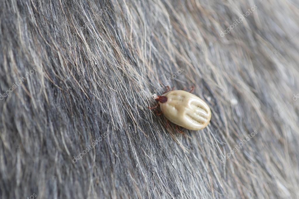 Big Ticks on a dog. — Stock Photo © meepoohyaphoto 117737620
