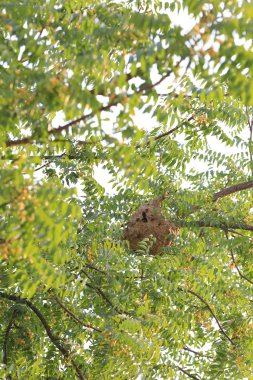 Ağaç üzerinde zehirli böceklerin eşekarısı yuvası.