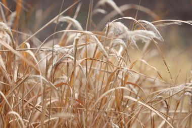 Tarımsal alanlarda kuru ot.