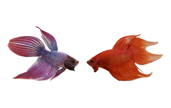 Rote und violette kämpfen Fischarten Thailand. — Stockfoto