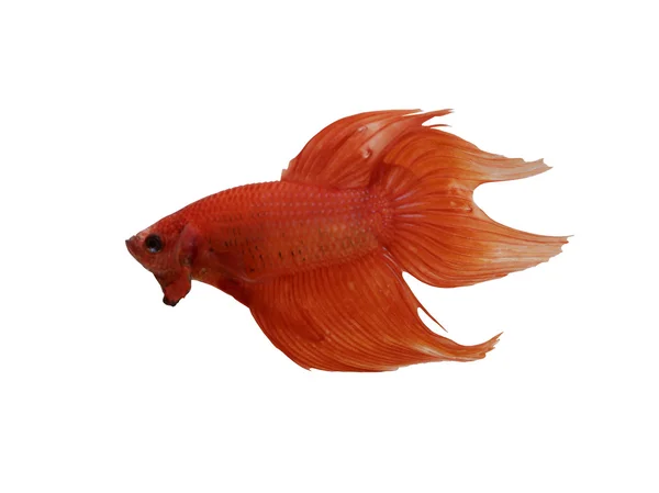 Red Fighting Fish especies Tailandia . — Foto de Stock