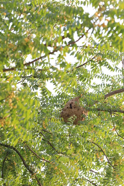 Nido di vespe di insetti velenosi sull'albero . — Foto Stock