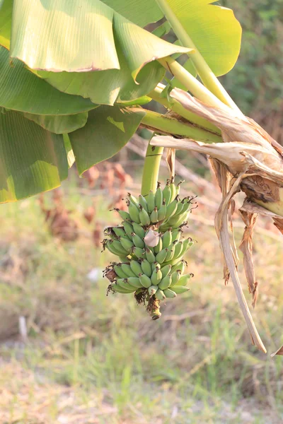 Ramo de frutas de plátanos aún no maduros en el árbol en el jardín . — Foto de Stock