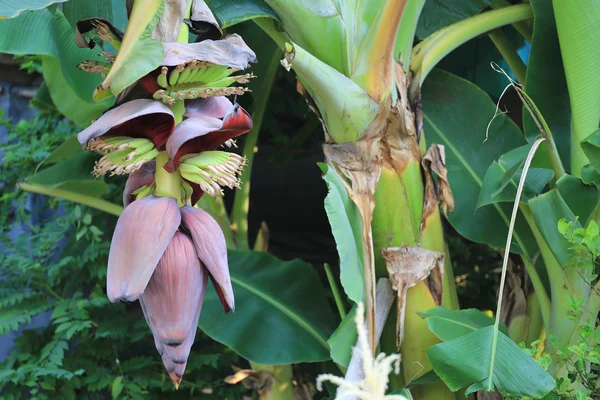 一堆香蕉尚不成熟，预计将会在花园里的树上的果子. — 图库照片