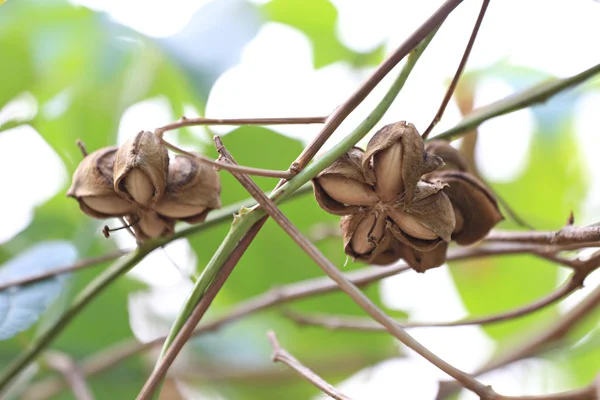 豆科植物的夏 inchi 或印加花生树. — 图库照片