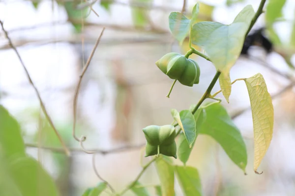 Legumes of Sacha inchi or Inca peanut tree. — Stock Photo, Image