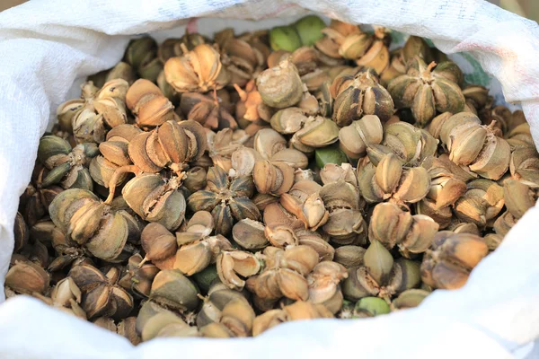 Ripe fruit of Legumes Sacha inchi or Inca peanut tree,Tropical h — Stock Photo, Image