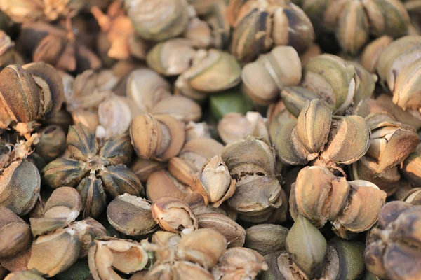 Ripe fruit of Legumes Sacha inchi or Inca peanut tree,Tropical h — Stock Photo, Image