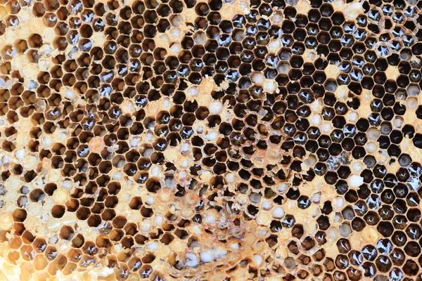 Közeli a méhsejt és méh méz. — Stock Fotó