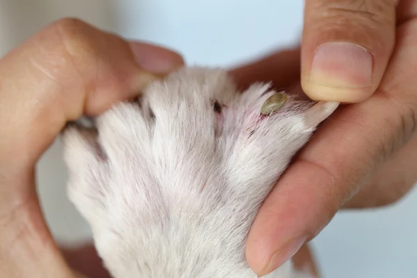 Garrapatas grandes en un perro . — Foto de Stock