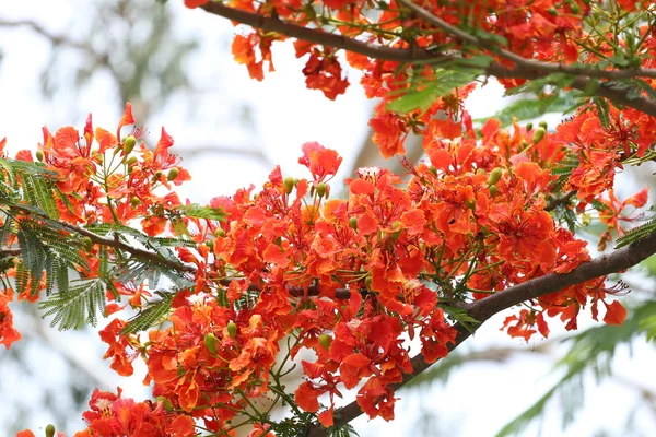 Flores de pavão está florescendo no jardim público . — Fotografia de Stock