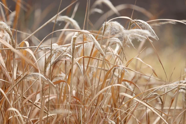 Erba secca nelle zone agricole . — Foto Stock