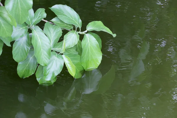 Green leaves hanging down near the pond. — Stock Photo, Image