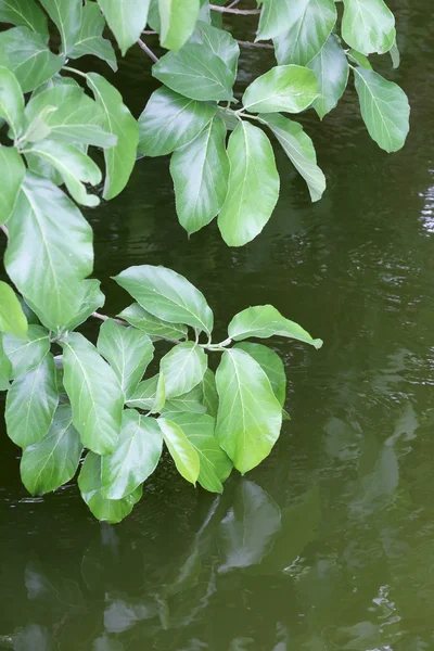 Green leaves hanging down near the pond. — Stock Photo, Image