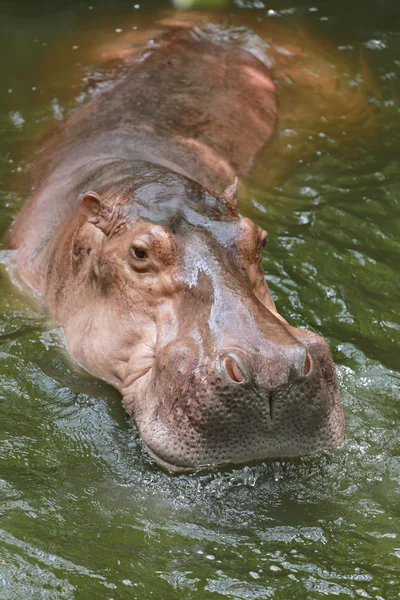 Hippopotame à l'eau de trempage . — Photo