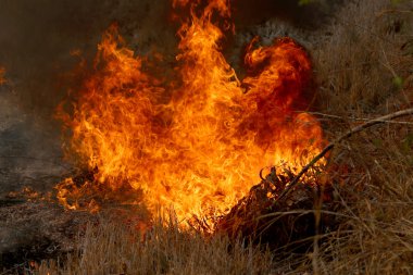 Khon Kae kırsal alanda ormandaki yakıcı yaz wildfires