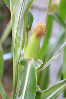 Mısır bitkileri değil henüz olgun bir meyve var.