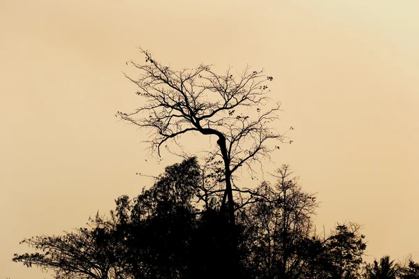 Silhueta de topo de árvore de tarde . — Fotografia de Stock