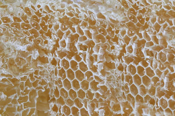 Primer plano de panal y tener abeja miel . — Foto de Stock