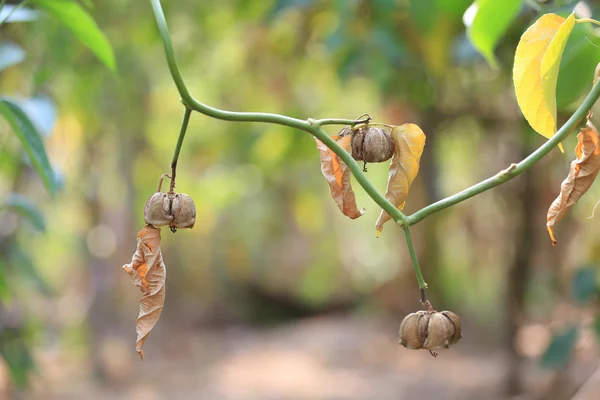 Baljväxter av Sacha inchi eller Inca peanut träd. — Stockfoto