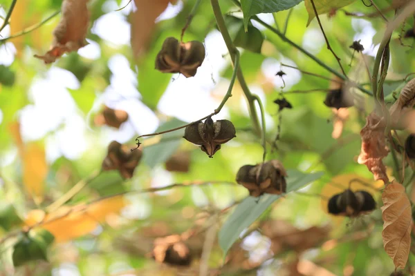 サシャ インチまたはインカ ピーナッツ ツリーのマメ科植物. — ストック写真