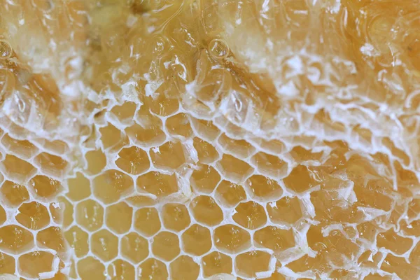 Gros plan de nid d'abeille et d'abeille domestique . — Photo