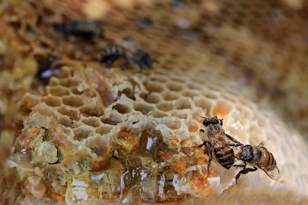 Primer plano de panal y tener abeja miel . — Foto de Stock