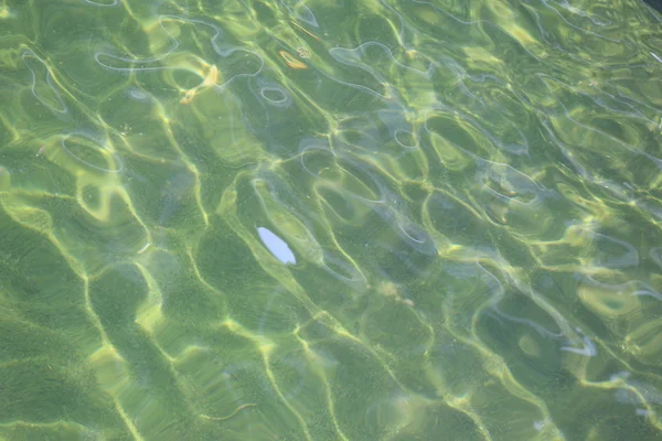 Grünes Wasser im Teich. — Stockfoto
