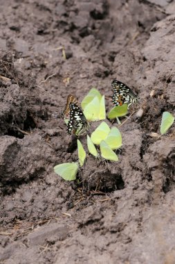 Sarı kelebekler mineraller yere yeme.