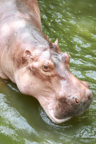 Hippopotame à l'eau de trempage . — Photo