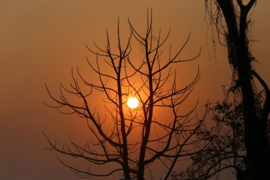 Akşam günbatımında ağacında silüeti.