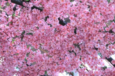 Yapay pembe kiraz çiçekleri (Sakura çiçek).