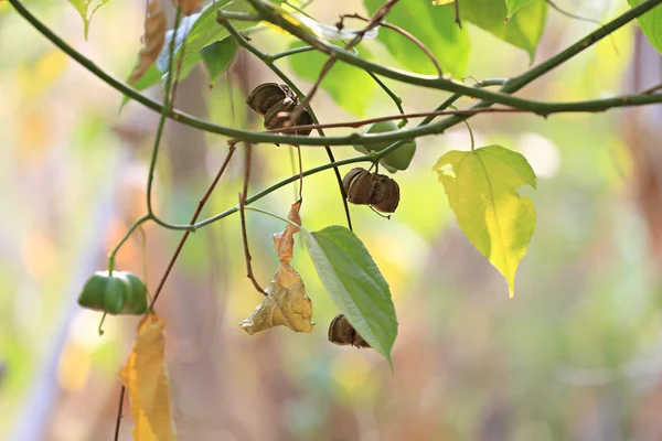 Legumes of Sacha inchi or Inca peanut tree. — Stock Photo, Image