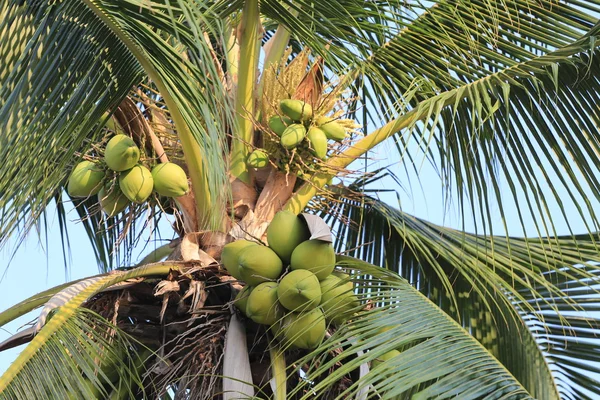 Fruto de coco en el árbol de coco en el jardín Tailandia . — Foto de Stock